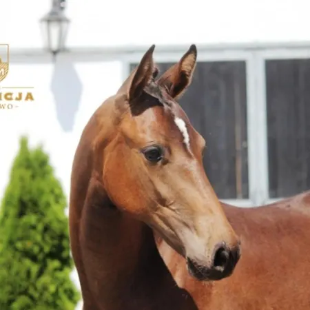 Estancja - بيت للعطل *